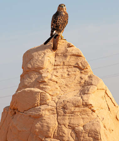 Hawk on a rock in the middle of Sahara desertの写真素材