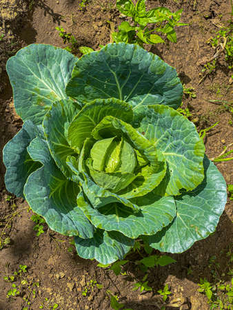 Organic cabbage plants in a greenhouse