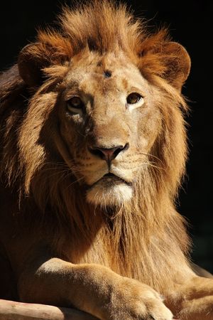 Portrait of a male lion king