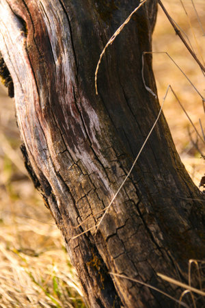 Old dead trunk of a tree in autumnの写真素材