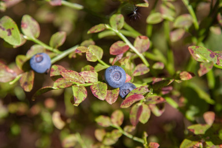 blueberry bush with large berries with reddish leavesの写真素材