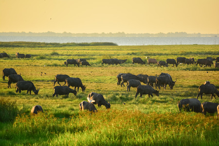 A group of water buffaloes finding foods in the morningの写真素材