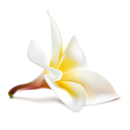 magnolia flower のイラスト素材