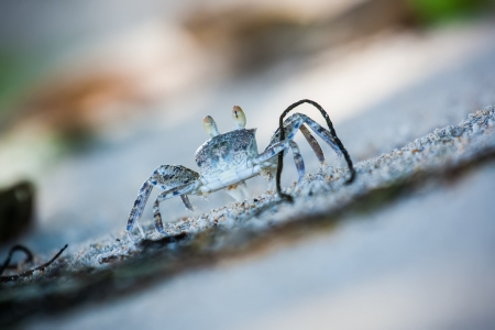 Beach crab carrying twig in the sand on the Seychellesの写真素材