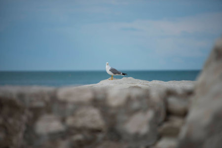 Seagull on a rock, Mount Conero NP, Marche, Italy