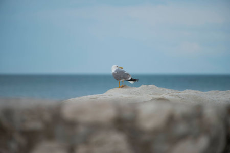 Seagull on a rock, Mount Conero NP, Marche, Italyの写真素材