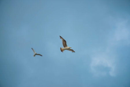 Two seagull in flight, blue sky with clouds, mount Conero NP, Marche, Italy