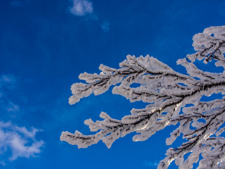 Frozen branches in the blue skyの写真素材