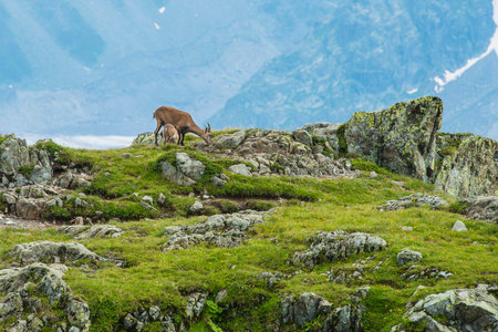 Alpine Ibex (mountain goat) on the rocks in the meadows, Mount Blanc, Franceの写真素材