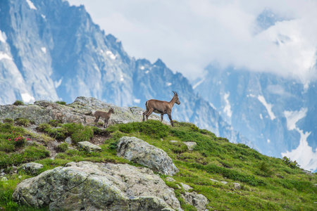 Alpine ibexes (mountain goats) on the rocks in the meadows, Mount Blanc, Franceの写真素材