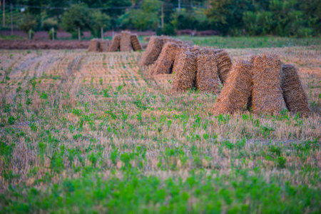 Hay bales in the meadows at sunset with blue sky and clouds, Gubbio, Umbria, Italyの写真素材