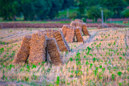 Hay bales in the meadows at sunset with blue sky and clouds, Gubbio, Umbria, Italy