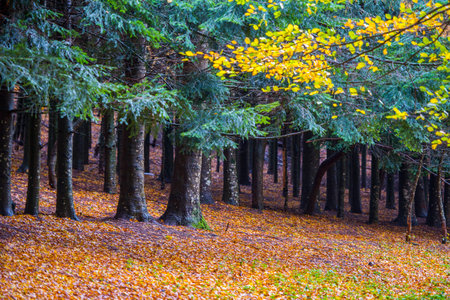 Foliage in Autumn on Pian delle Macinare, mount Cucco,  Apennines, Umbria, Italyの写真素材