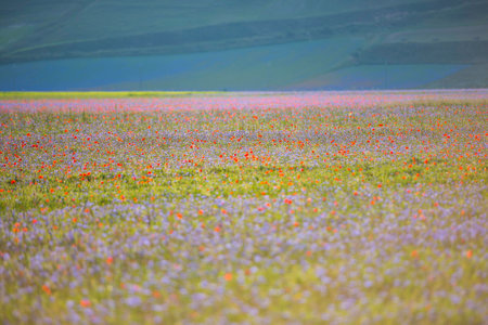 Blooming in Piano Grande of Castelluccio di Norcia, Monti SIbillini NP, Umbria, Italyの写真素材