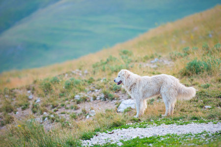 Sheepdog, Piano Grande, Monti Sibillini NP, Umbria, Italyの写真素材