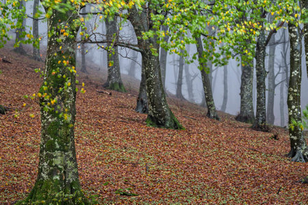 Autumn in the forest with fog, Monte Cucco NP, Umbria, Italyの写真素材