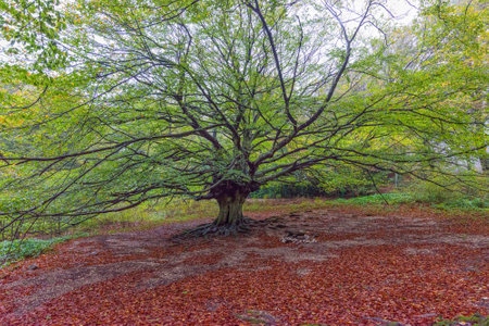 Big old tree, Monte Cucco NP, Umbria, Italyの写真素材