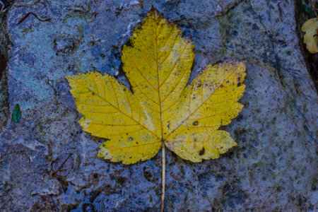 Yellow leaf, Umbria, Italyの写真素材