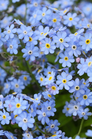 background of delicate flowers forget-me-not, selective focusの写真素材
