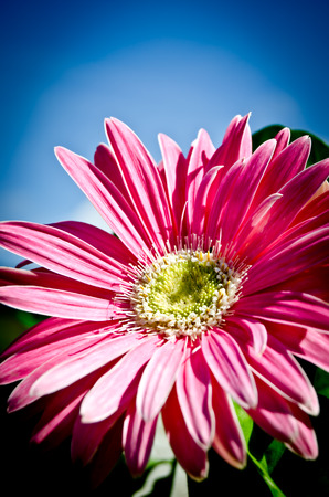 Flowerの写真素材