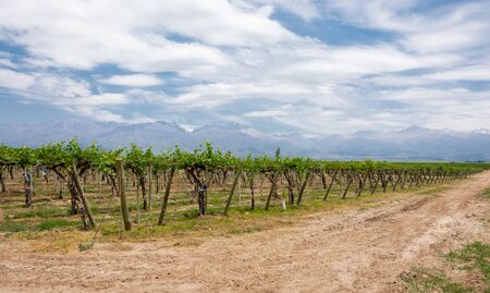 Beautiful rural landscape with vineyard and mountains in Uco Valley, Mendoza. Argentina. Uco Valley is a young wine region near to the capital of Mendoza, the area proves high-altitude winemaking yields all sorts of high-quality, elegant varietals.の写真素材