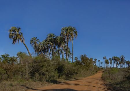 Landscape of El Palmar National Park in Argentina with road and native palm treesの写真素材