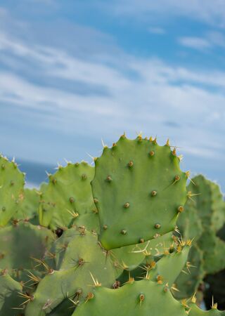 Close up of prickly cactus with blue cloudy sky in Arpoador rock, Rio de Janeiro, Brazilの写真素材
