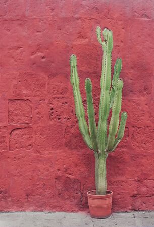 Beautiful garden cactus in pot on coral wall in Arequipa, Peruの写真素材