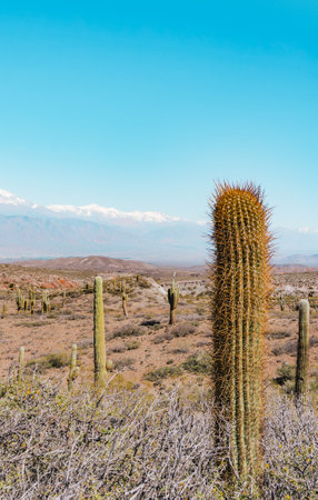 Beautiful vertical landscape with cardon cactus and snowy mountains in the background in Los Cardones National Park, Cachi, Salta, Argentina.の写真素材