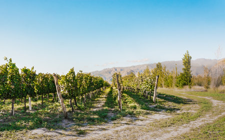 Beautiful landscape of vineyard belonging to Amalaya winery with mountains in the background in Cafayate, Salta, Argentina. The region of The Calchaqui Valleys specializes in high altitude wines -the vines grow at an altitude of 1,700- and it's the fastest-growing wine regions in South America.の写真素材
