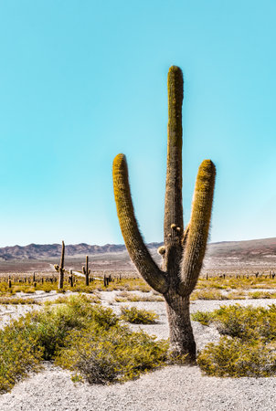 Vertical landscape with a very big beautiful cardon cactus (Echinopsis atacamensis) with brown mountains and blue sky in the background perfect for framing or wallpaper. With copy space in The Cardones National Park, Cachi, Argentinaの写真素材