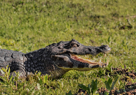 Close up portrait of a yacare caiman with open mouth in Ibera Provincial Park, Argentinaの写真素材