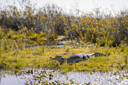 Yacare caiman rests on the shore of the river in Ibera Wetlands, Argentinaの写真素材