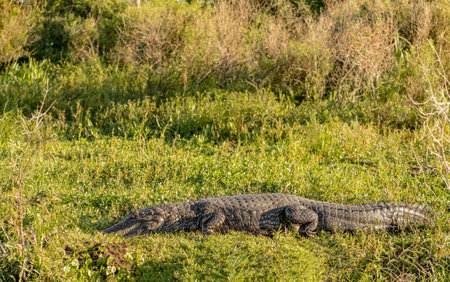 Big caiman yacare rests on the grass in the Ibera Wetlands, Corrientes, Argentinaの写真素材
