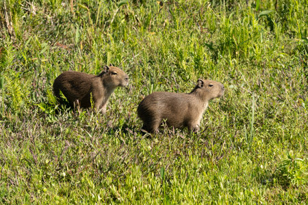 Portrait of two capybara babies on grass in the Provincial Reserve Esteros del Ibera, Corrientes, Argentinaの写真素材
