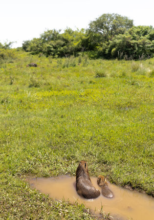 Capybara with pup sitting backward on a puddle in a wetland. Ibera National Park, Corrientes, Argentinaの写真素材