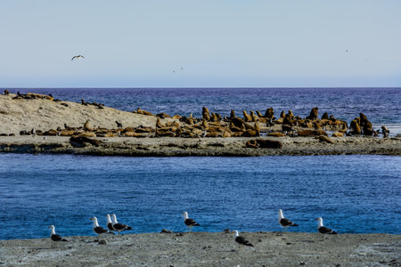 A colony of birds and South American sea lions (Otaria flavescens) in the Loberia viewpoint near Puerto Piramides in Peninsula Valdes, a nature reserve on the Patagonian coast of Argentina.の写真素材