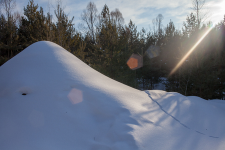 Snow hills and separate spruces. snow hill in the forest traces of animalsの写真素材