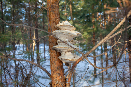Mushrooms grown on a pine. Background. tree fungus on a pine tree in winterの写真素材