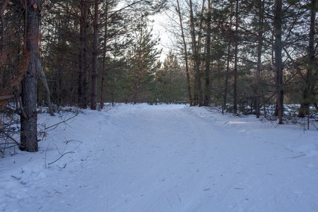 ski tracks ski tracks in the forest in winterの写真素材