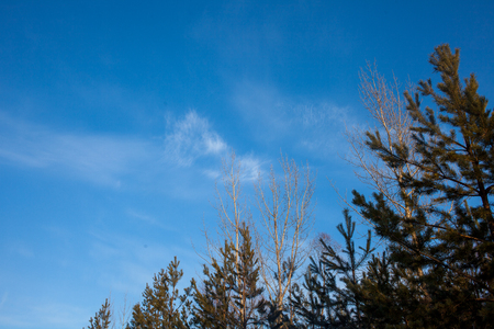 winter sky and the tops of the pinesの写真素材
