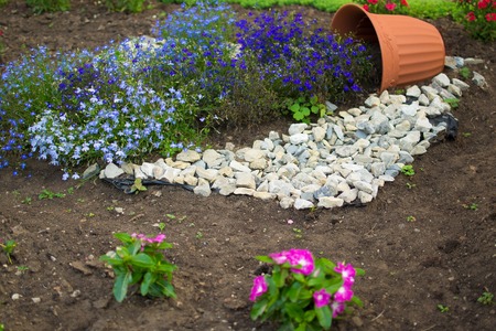 beautiful flowerbed with flowers blue lithodora diffusa blooms.の写真素材