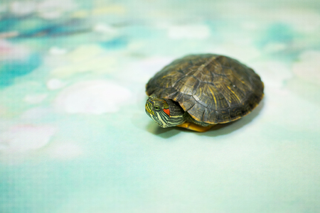 Red-eared Slider (Trachemys scripta elegans)の写真素材