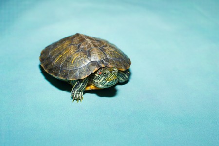 Red-eared Slider (Trachemys scripta elegans)の写真素材