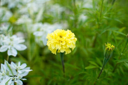 Yellow marigold flowerの写真素材