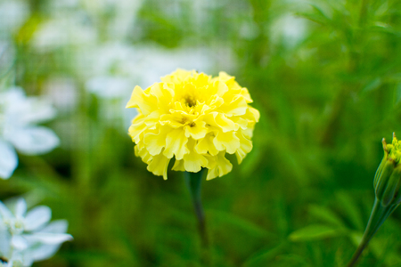 Yellow marigold flowerの写真素材