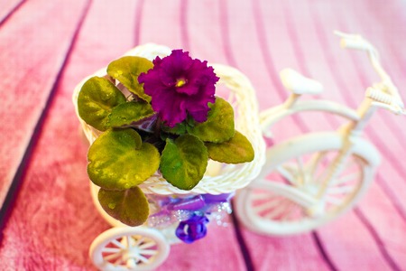purple,violet orchid flower Decorative bicycle from a vine with flowersの写真素材