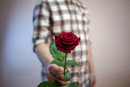 the guy in the plaid shirt holds a red rose in his hand, focus on flowers. on a beige backgroundの写真素材