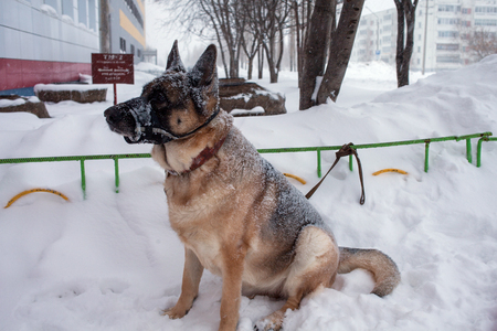 Dog in mountain winter landscape. Profile portraitの写真素材