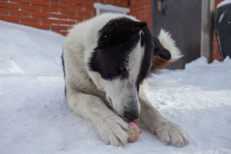 the dog is lying on snow and gnaws a boneの写真素材